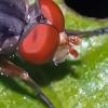 Brachyopa scutellaris